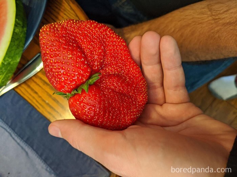 Size matters! 30+ examples, when couriers brought the giant fruits and vegetables