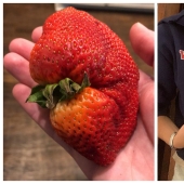 Size matters! 30+ examples, when couriers brought the giant fruits and vegetables