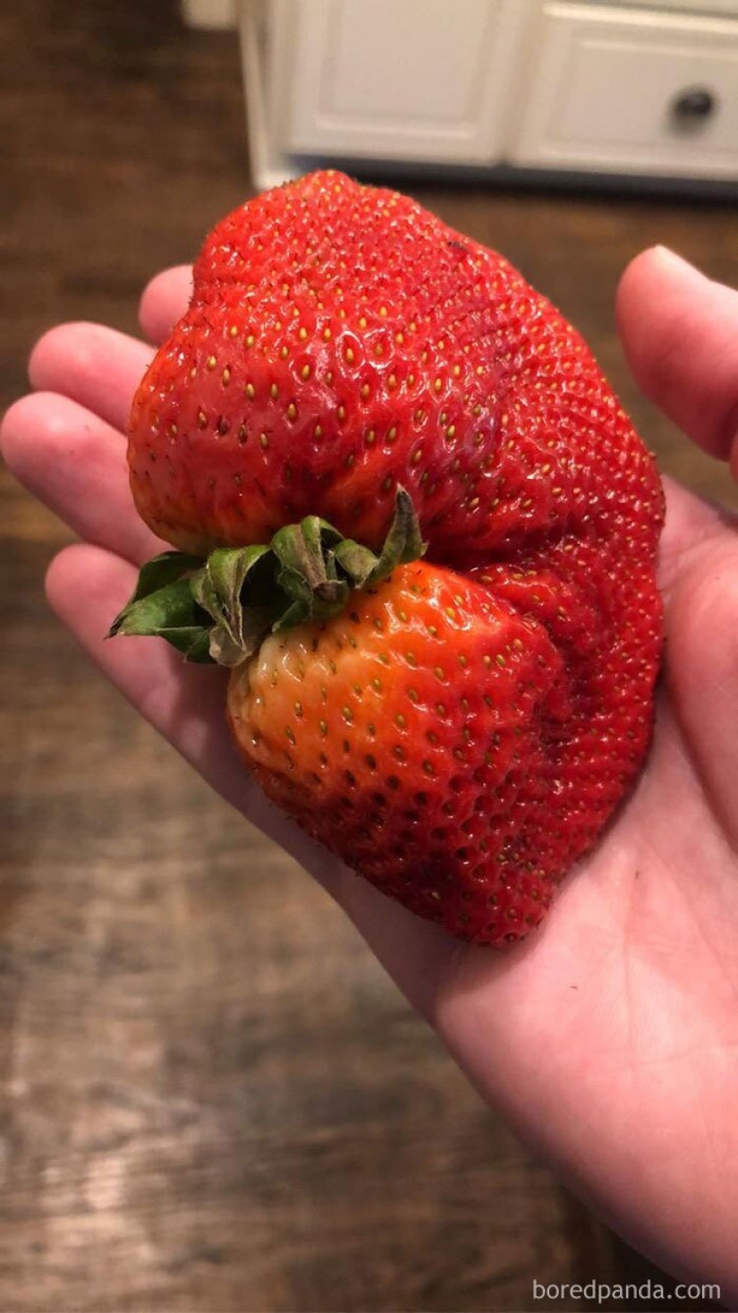 Size matters! 30+ examples, when couriers brought the giant fruits and vegetables