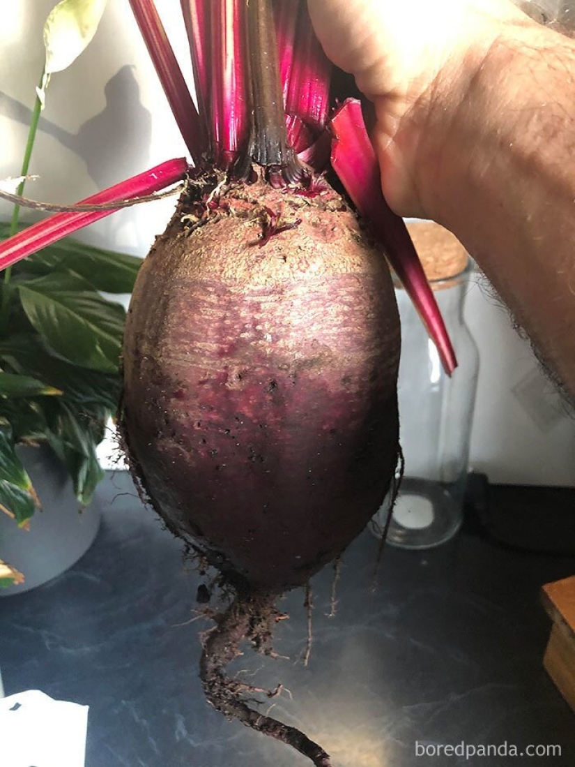 Size matters! 30+ examples, when couriers brought the giant fruits and vegetables
