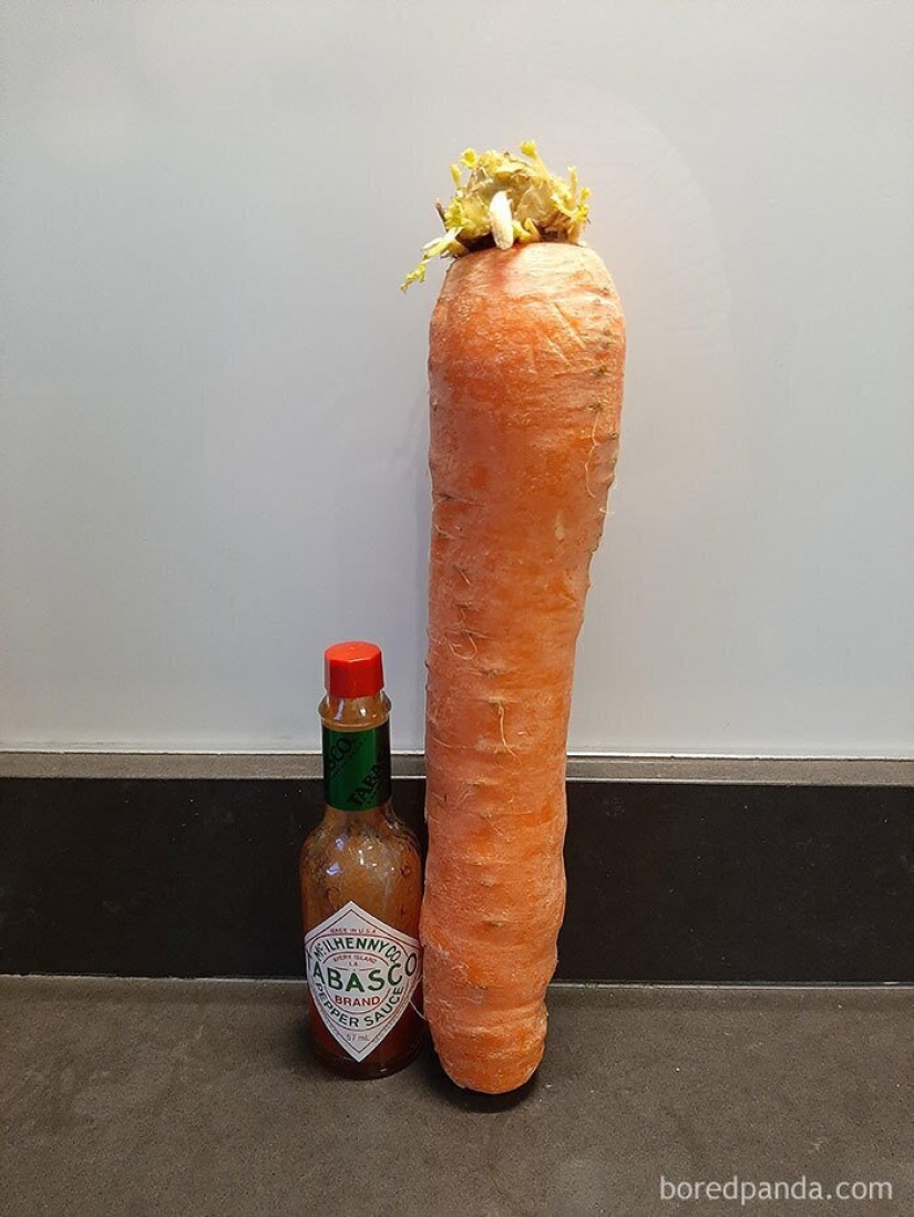 Size matters! 30+ examples, when couriers brought the giant fruits and vegetables