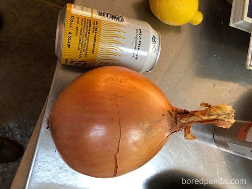 Size matters! 30+ examples, when couriers brought the giant fruits and vegetables