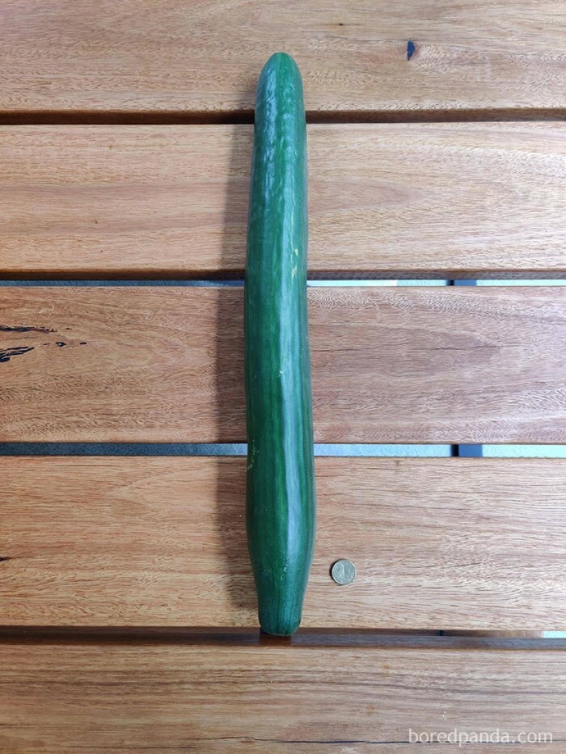 Size matters! 30+ examples, when couriers brought the giant fruits and vegetables