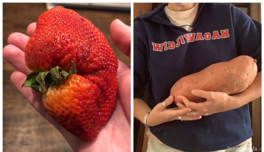 Size matters! 30+ examples, when couriers brought the giant fruits and vegetables
