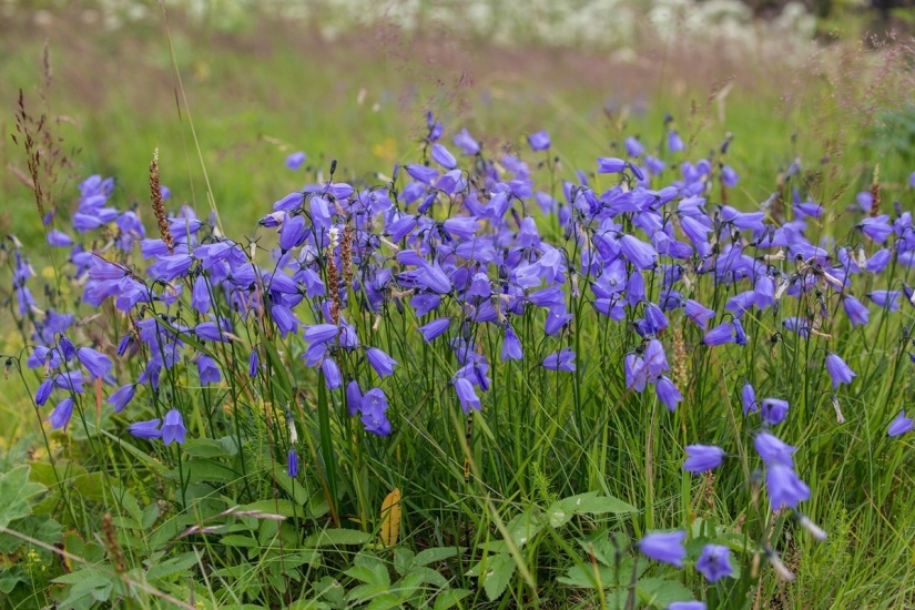 Skaftafetl. La belleza áspera de Islandia Skaftafetl. La belleza áspera de Islandia