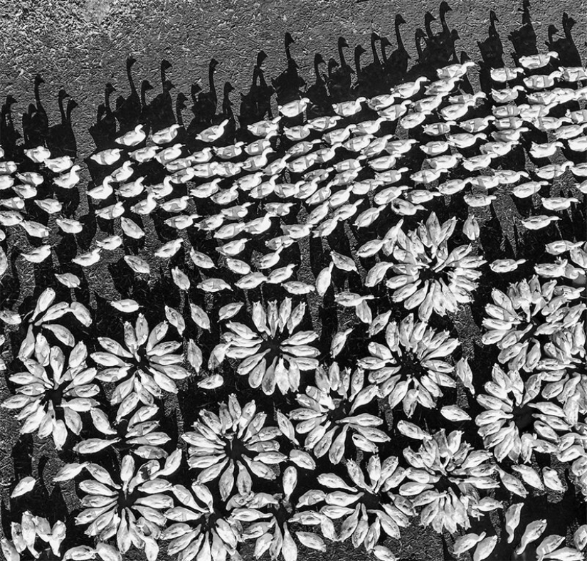 SkyPixel Winners Announced: the best photos taken by drones SkyPixel Winners Announced: the best photos taken by drones