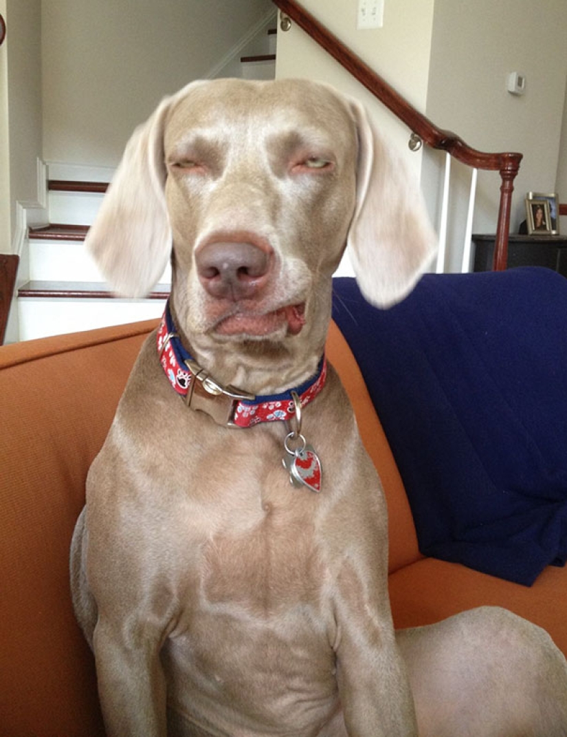 Smile: if animals could talk, they would ask you to delete these infernal photos