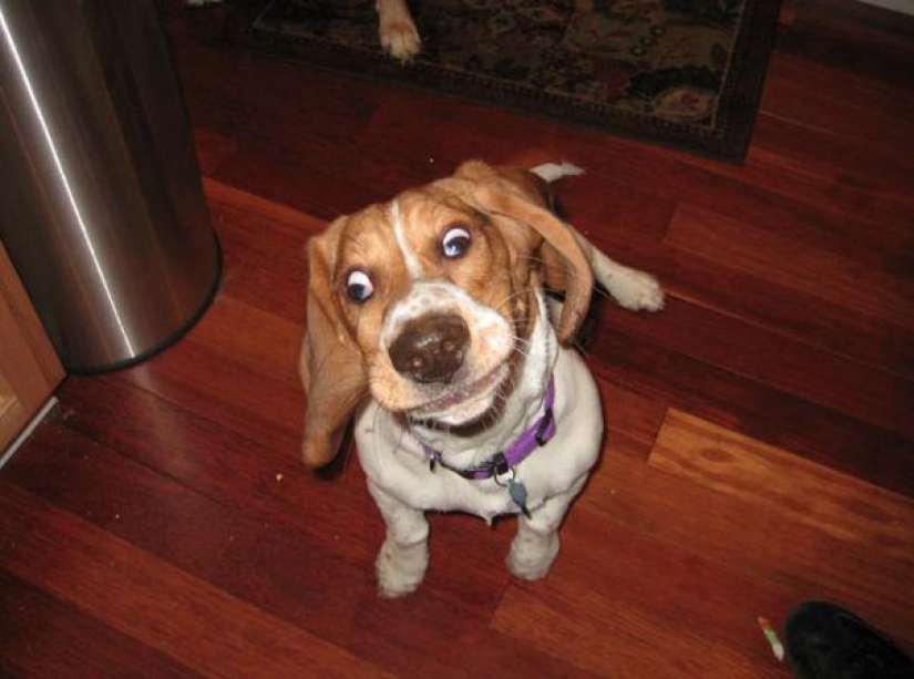 Smile: if animals could talk, they would ask you to delete these infernal photos