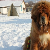 Snow Lions: from Tibet to Kazakhstan