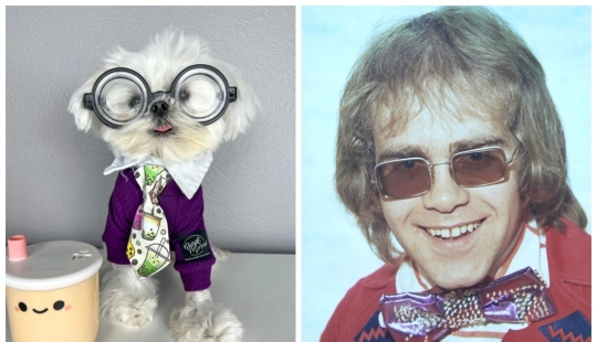 Sobre el estilo: un perro de moda, similar a Elton John, se ha convertido en una estrella de Internet
