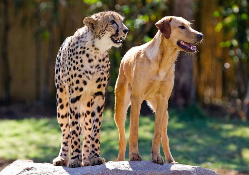 Sobre la amistad de los gatos con los perros Sobre la amistad de los gatos con los perros