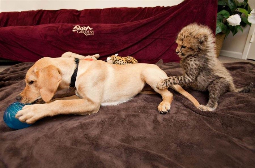 Sobre la amistad de los gatos con los perros Sobre la amistad de los gatos con los perros