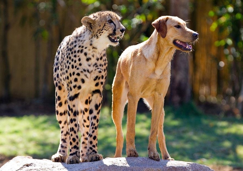 Sobre la amistad de los gatos con los perros Sobre la amistad de los gatos con los perros