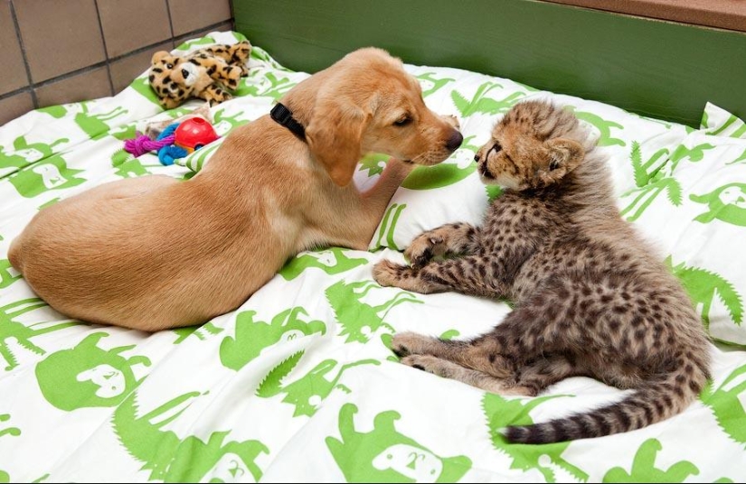 Sobre la amistad de los gatos con los perros Sobre la amistad de los gatos con los perros