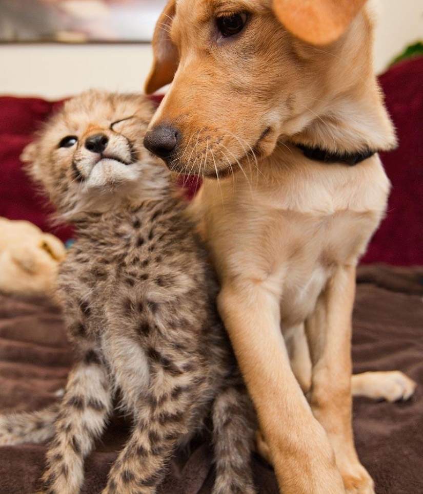 Sobre la amistad de los gatos con los perros Sobre la amistad de los gatos con los perros