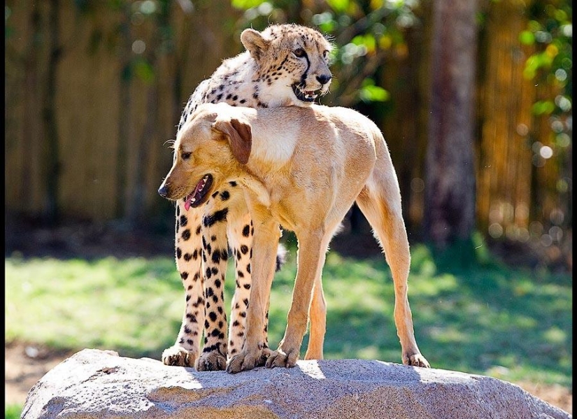 Sobre la amistad de los gatos con los perros Sobre la amistad de los gatos con los perros
