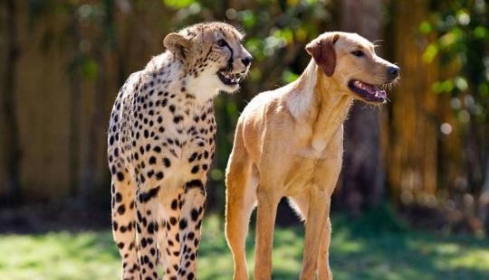 Sobre la amistad de los gatos con los perros