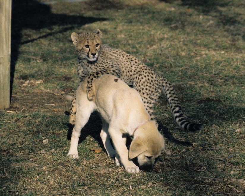 Sobre la amistad de los gatos con los perros Sobre la amistad de los gatos con los perros