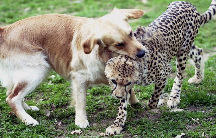 Sobre la amistad de los gatos con los perros Sobre la amistad de los gatos con los perros