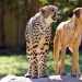 Sobre la amistad de los gatos con los perros Sobre la amistad de los gatos con los perros