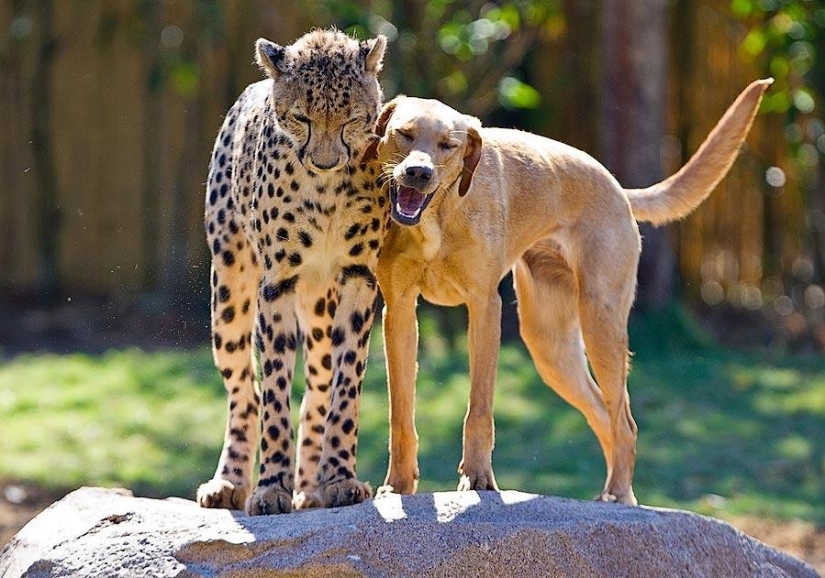 Sobre la amistad de los gatos con los perros Sobre la amistad de los gatos con los perros