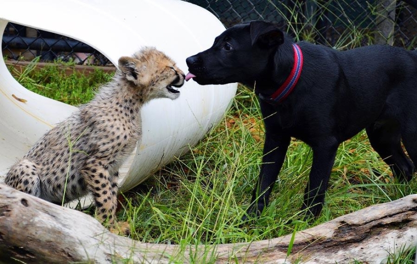 Sobre la amistad de los gatos con los perros Sobre la amistad de los gatos con los perros