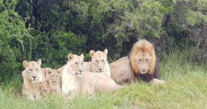 Solo quedaron la cabeza y los zapatos: en Sudáfrica, los leones devoraron a los cazadores furtivos que cazaban rinocerontes