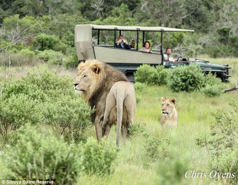 Solo quedaron la cabeza y los zapatos: en Sudáfrica, los leones devoraron a los cazadores furtivos que cazaban rinocerontes