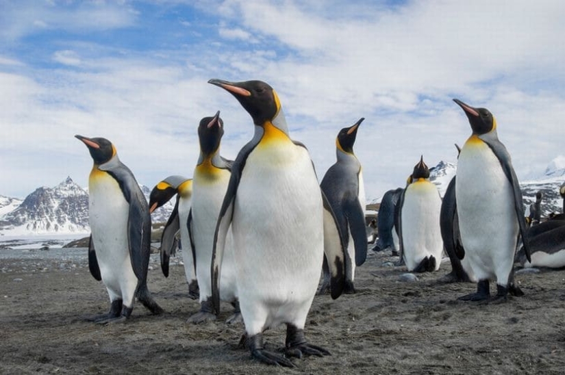 ¿Son extraterrestres los pingüinos? Los científicos han descubierto una sustancia química de Venus en los excrementos de las aves