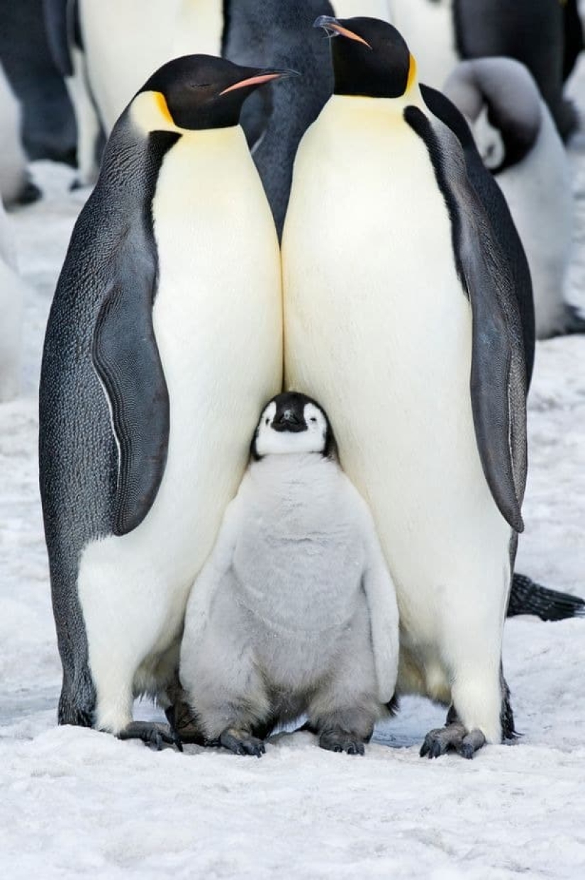 ¿Son extraterrestres los pingüinos? Los científicos han descubierto una sustancia química de Venus en los excrementos de las aves