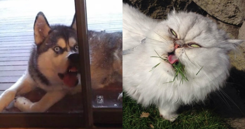 Sonrisa: si los animales pudieran hablar, te pedirían que borraras estas fotos infernales