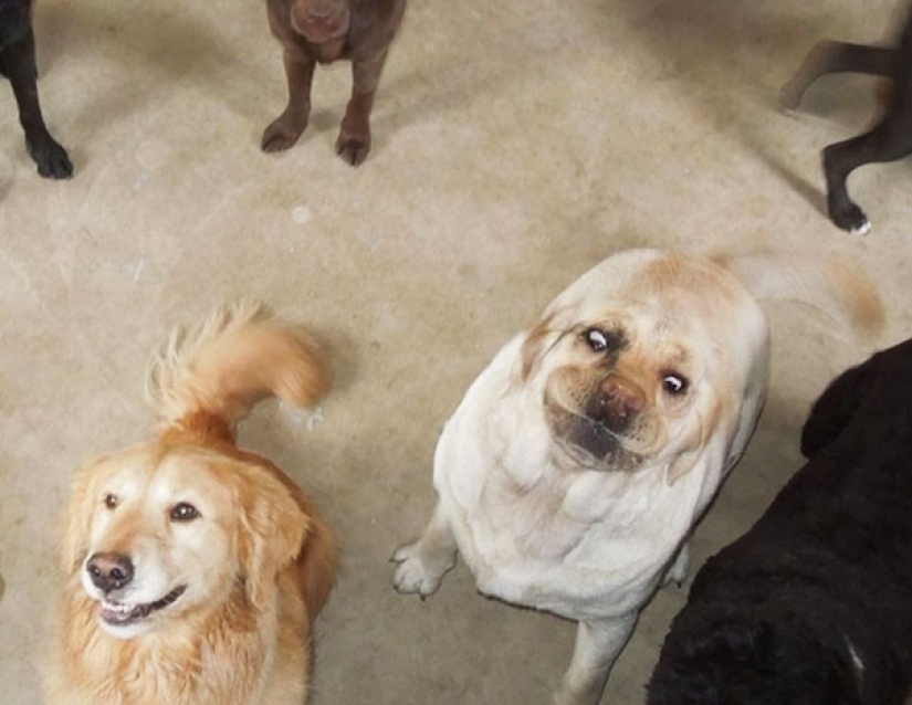 Sonrisa: si los animales pudieran hablar, te pedirían que borraras estas fotos infernales