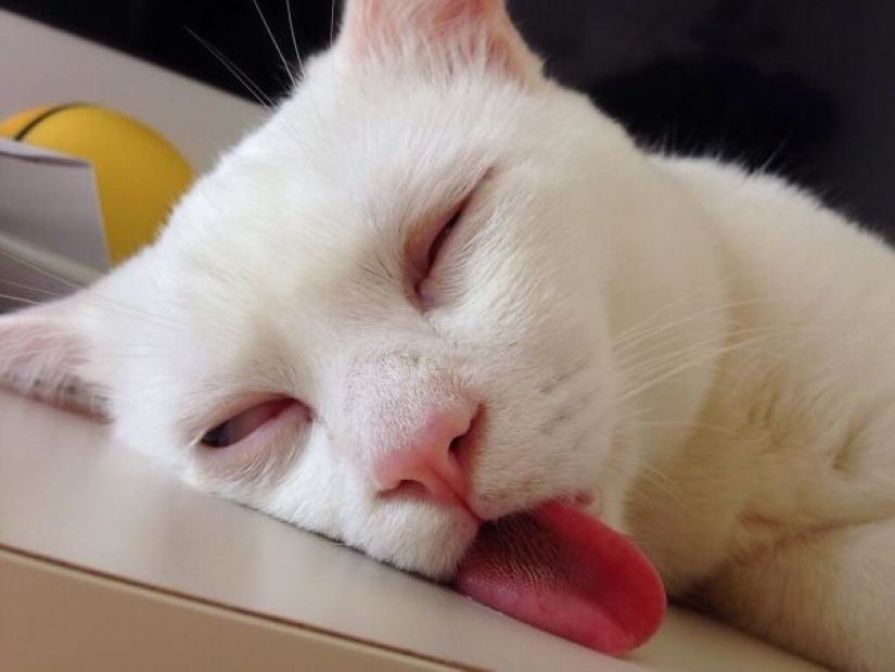 Sonrisa: si los animales pudieran hablar, te pedirían que borraras estas fotos infernales