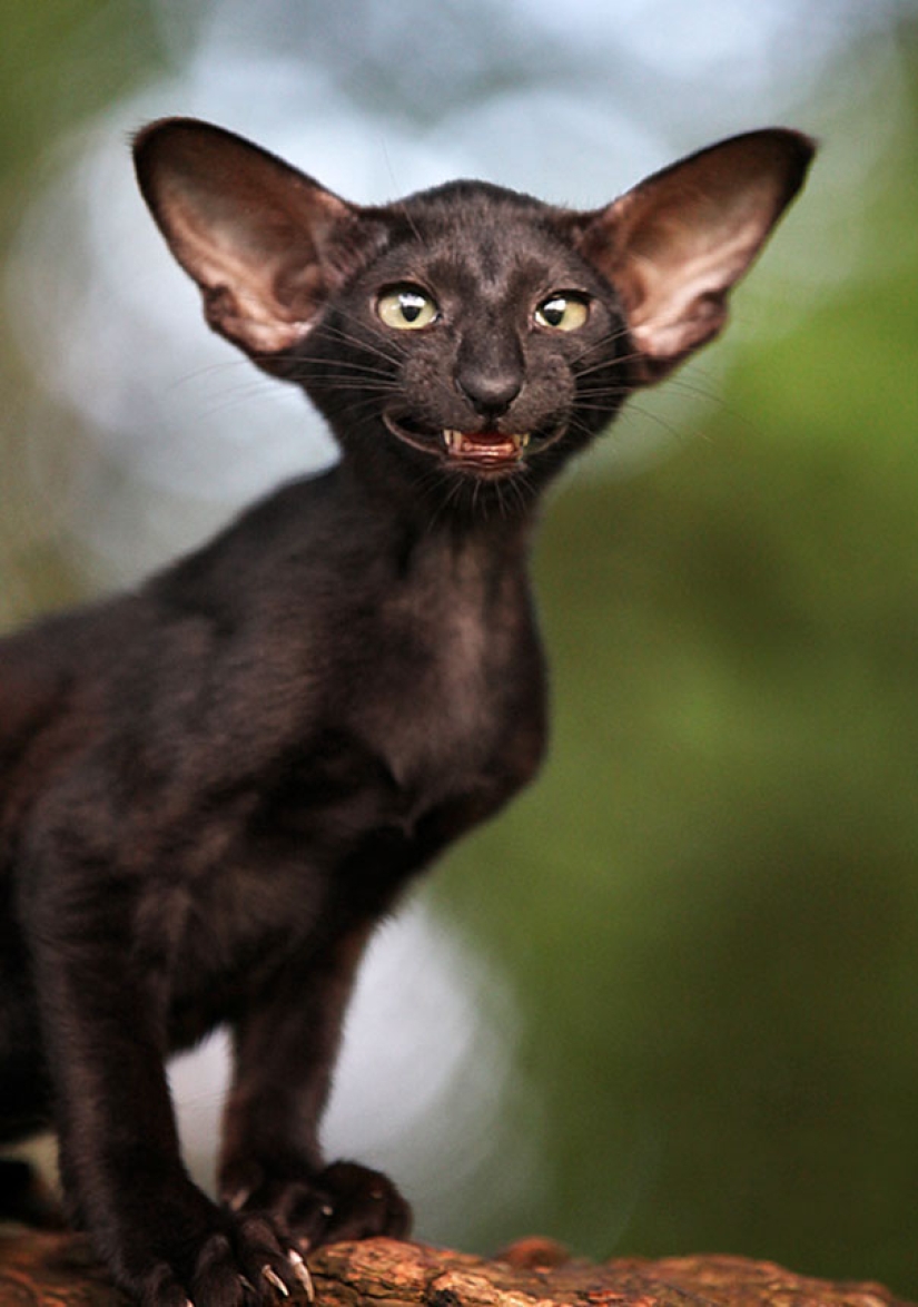 Sonrisa: si los animales pudieran hablar, te pedirían que borraras estas fotos infernales
