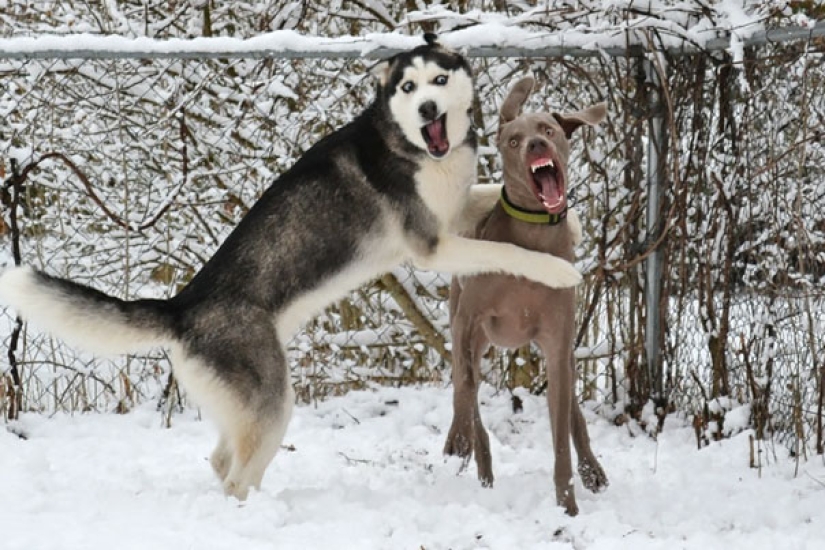 Sonrisa: si los animales pudieran hablar, te pedirían que borraras estas fotos infernales