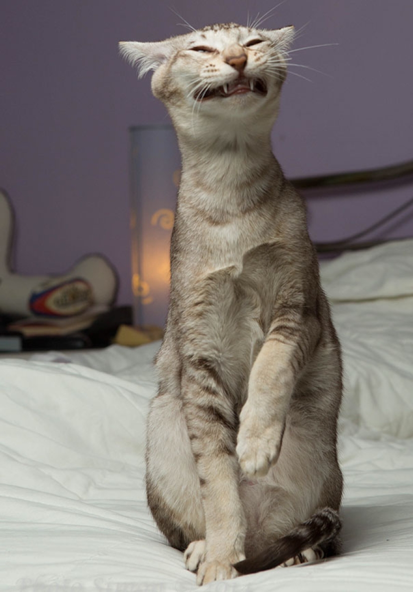 Sonrisa: si los animales pudieran hablar, te pedirían que borraras estas fotos infernales