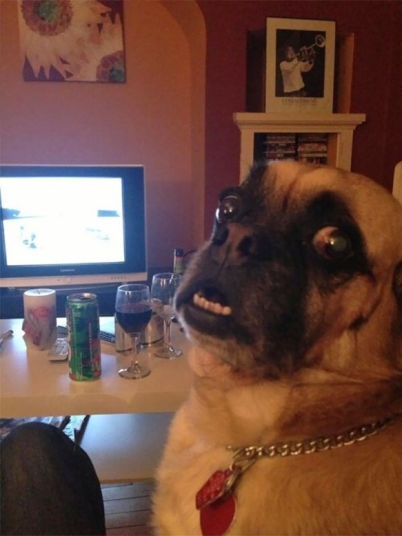 Sonrisa: si los animales pudieran hablar, te pedirían que borraras estas fotos infernales