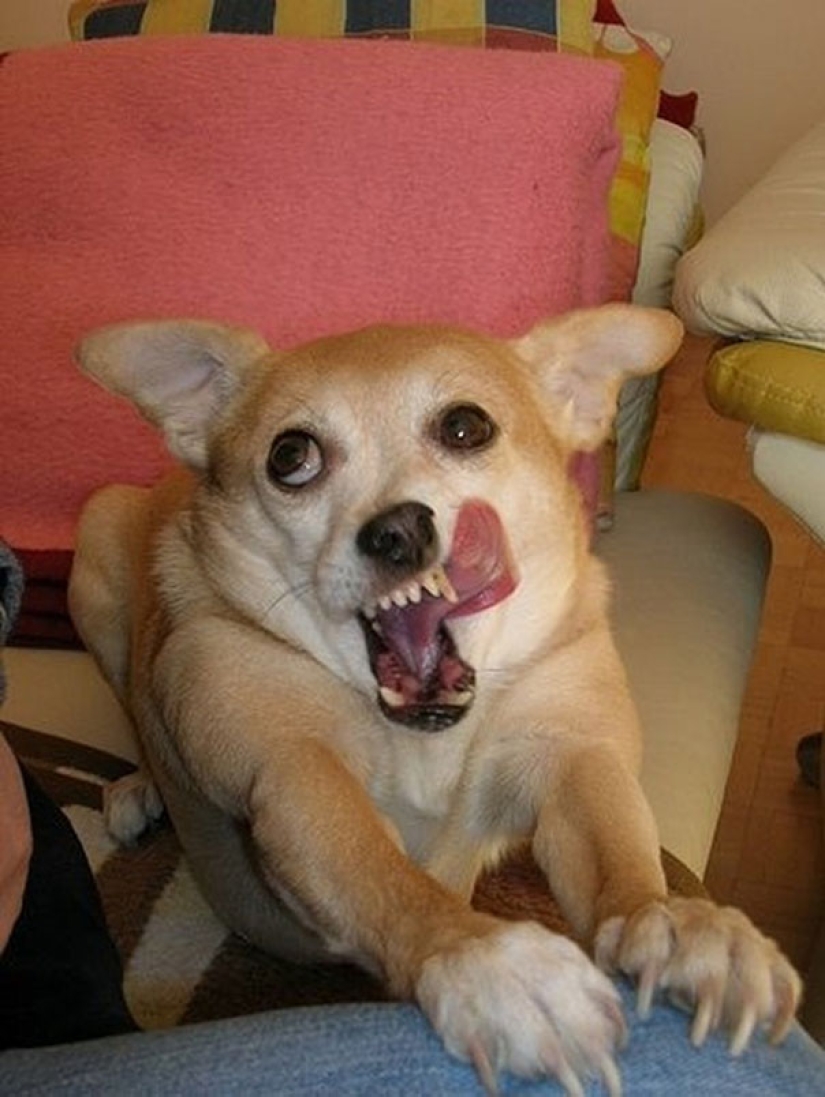 Sonrisa: si los animales pudieran hablar, te pedirían que borraras estas fotos infernales