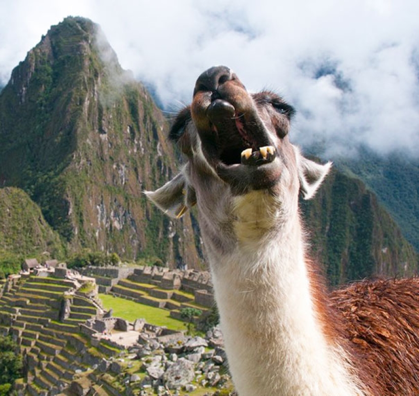 Sonrisa: si los animales pudieran hablar, te pedirían que borraras estas fotos infernales