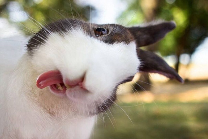 Sonrisa: si los animales pudieran hablar, te pedirían que borraras estas fotos infernales