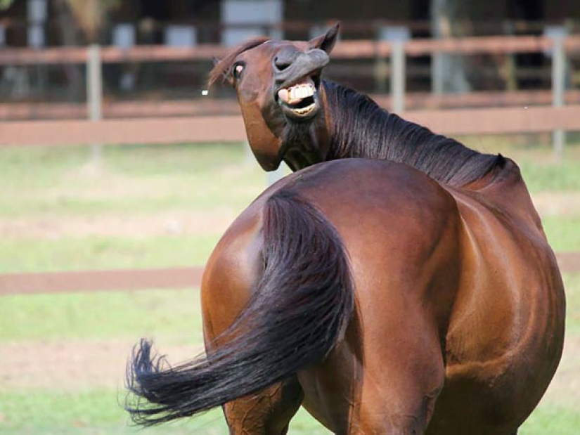 Sonrisa: si los animales pudieran hablar, te pedirían que borraras estas fotos infernales