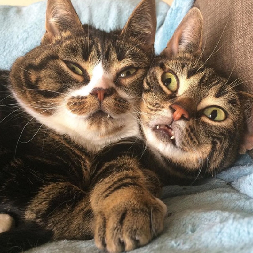 Sonrisa: si los animales pudieran hablar, te pedirían que borraras estas fotos infernales