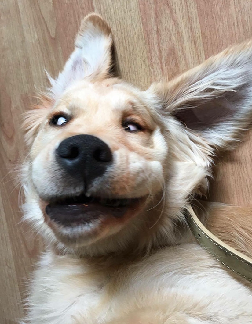 Sonrisa: si los animales pudieran hablar, te pedirían que borraras estas fotos infernales