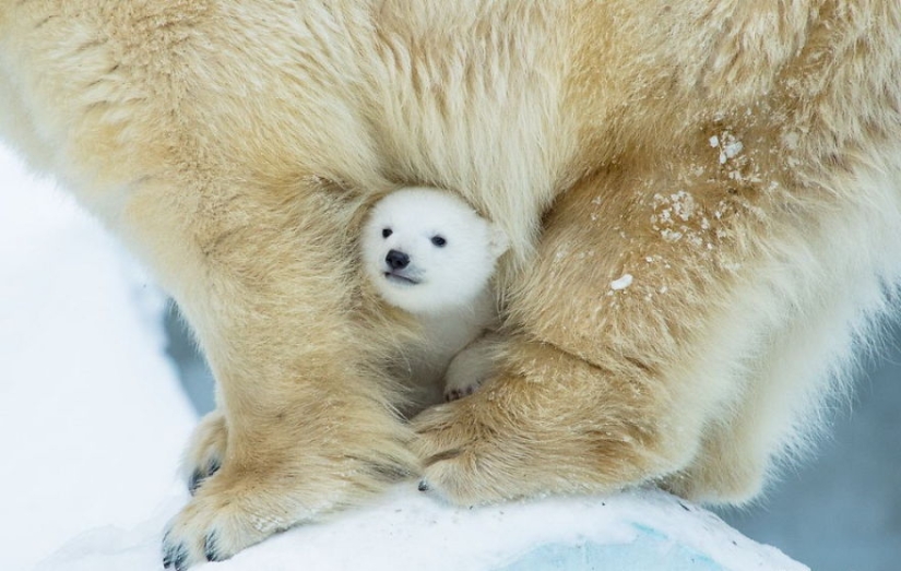 Spooning snow in the way: the sweetest mother bears teach the cubs mind-to-mind