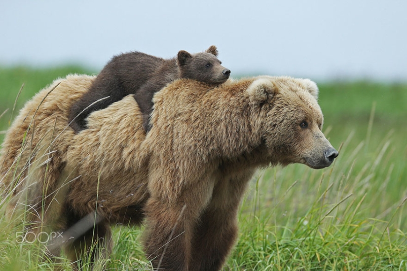 Spooning snow in the way: the sweetest mother bears teach the cubs mind-to-mind