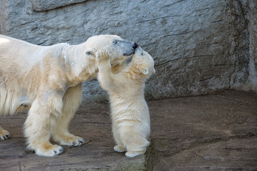 Spooning snow in the way: the sweetest mother bears teach the cubs mind-to-mind