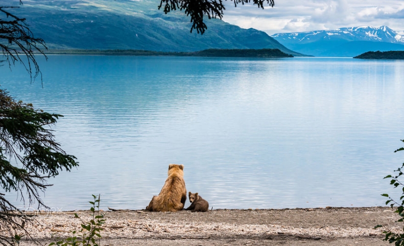 Spooning snow in the way: the sweetest mother bears teach the cubs mind-to-mind