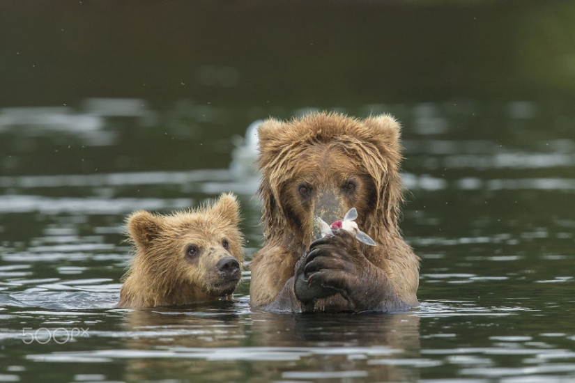Spooning snow in the way: the sweetest mother bears teach the cubs mind-to-mind