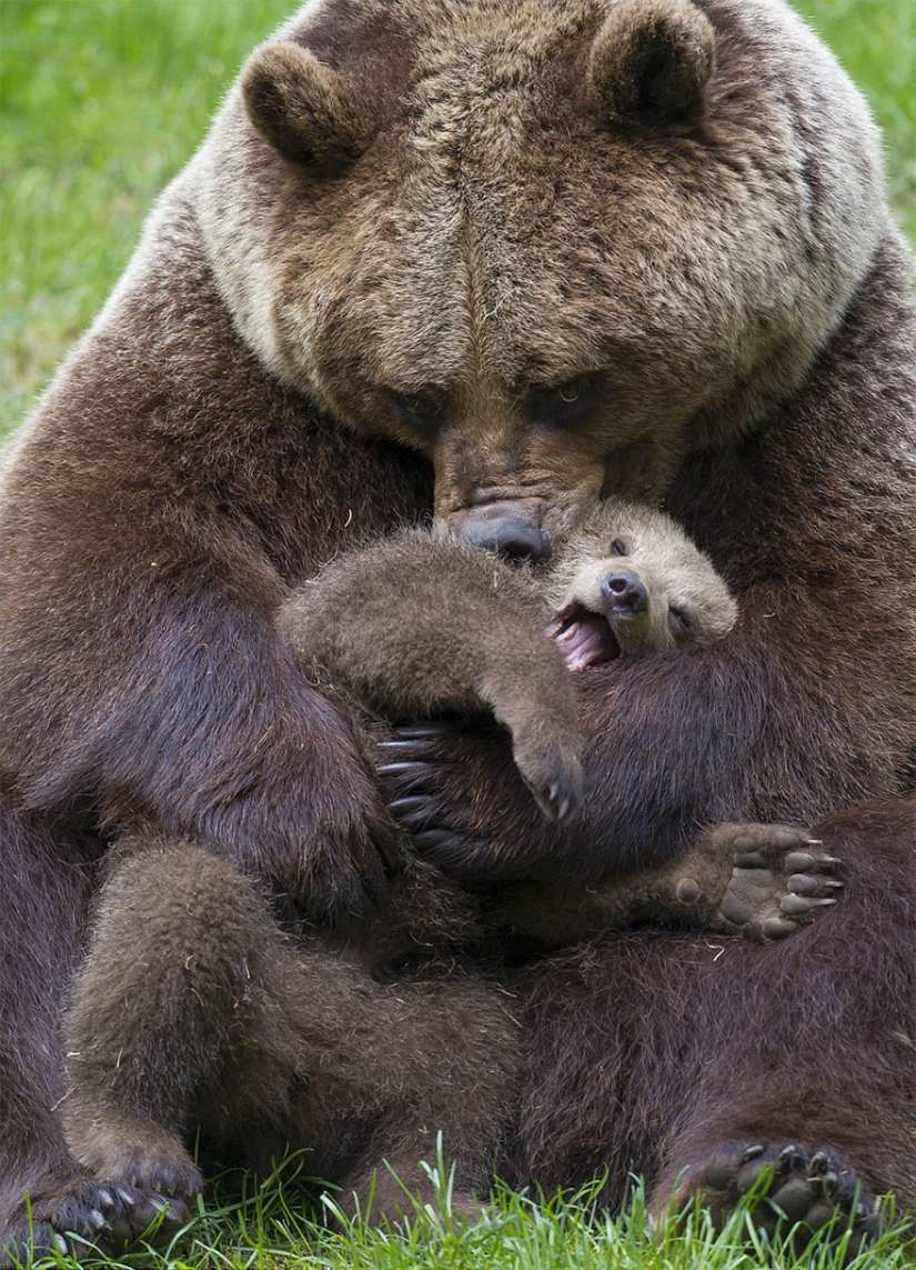 Spooning snow in the way: the sweetest mother bears teach the cubs mind-to-mind