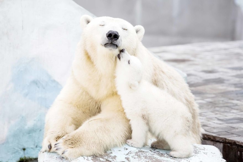 Spooning snow in the way: the sweetest mother bears teach the cubs mind-to-mind
